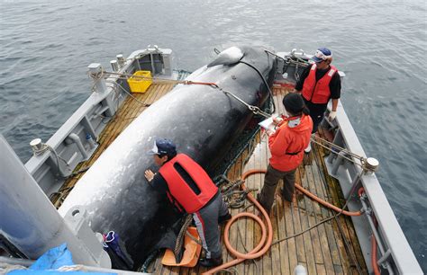 estinzione delle balene iwc|Commissione internazionale per la caccia alle balene (IWC):.